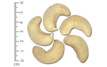 What Is Cashew Nut W160? What Is It Usually Used For?