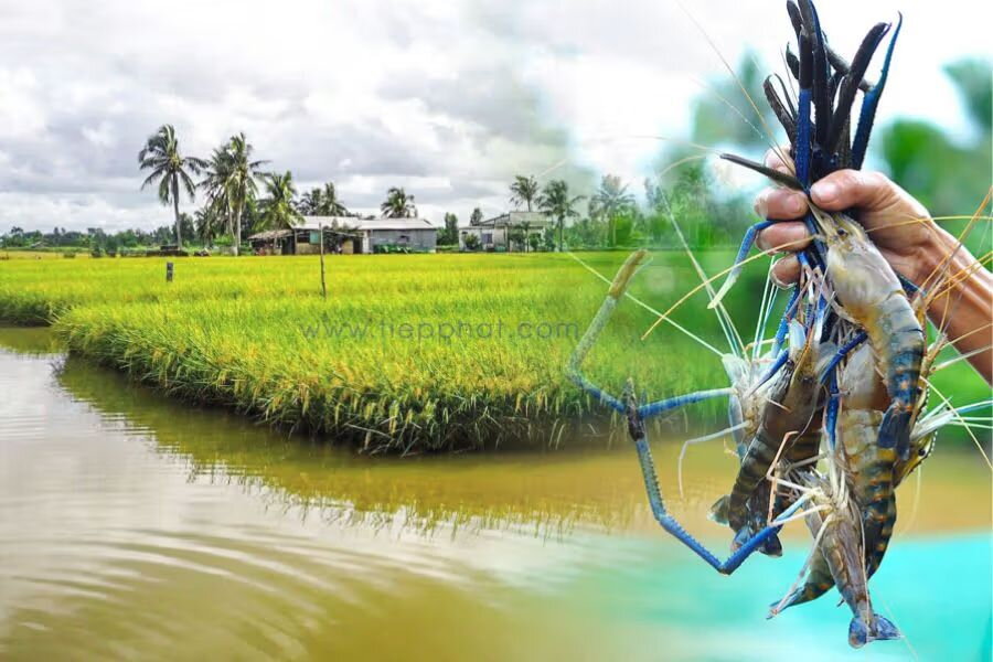 Gạo Lúa Tôm Là Gì? So Sánh Với Các Loại Gạo Khác