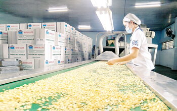 Cashew production in india