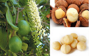 Macca (mắc ca) là gì?